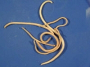 45_spoelworm