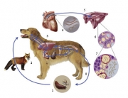 51_Angiostrongylus_Cycle