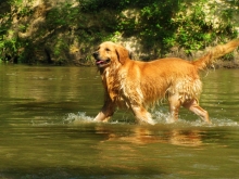 golden_retriever_in_water_1397482678