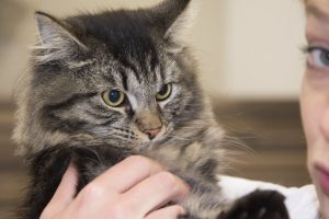 kater voor castratie