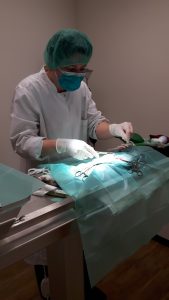 Dierenarts in Utrecht: Severina Boslooper