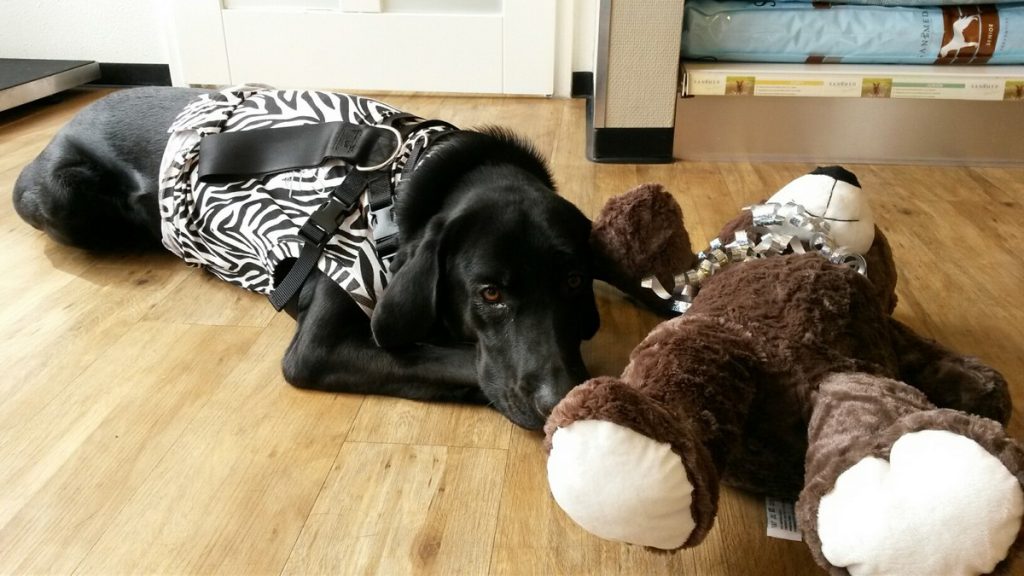 Hond heeft iets verkeerds gegeten Dierenkliniek