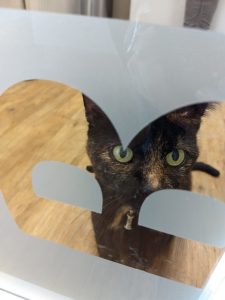 kat-in-spreekkamer-dierenkliniek-petcomfort