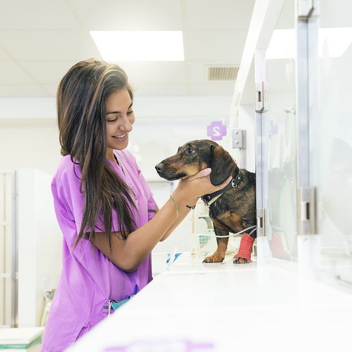 Gebitsbehandeling hond