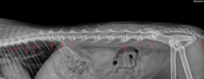 ruggenwervel van en kat met artrose