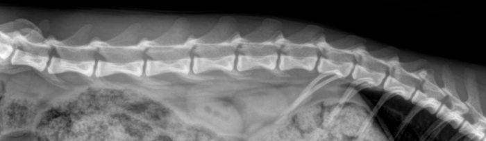 ruggenwervel van kat